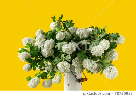 White spherical flowers of snowball tree. Beautiful tree branch. Spring flowers White spherical flowers of snowball tree. Beautiful tree branch. Spring flowers 78720952