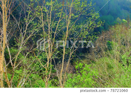 美麗的白根志賀高原 Part 2106 美麗的白根志賀高原 Part 2106 78721060