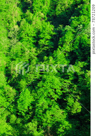 美麗的白根志賀高原 Part 2106 78721209