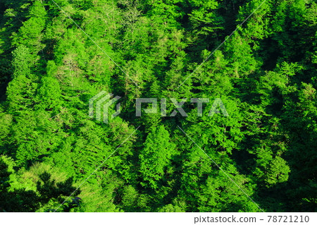 美麗的白根志賀高原 Part 2106 78721210