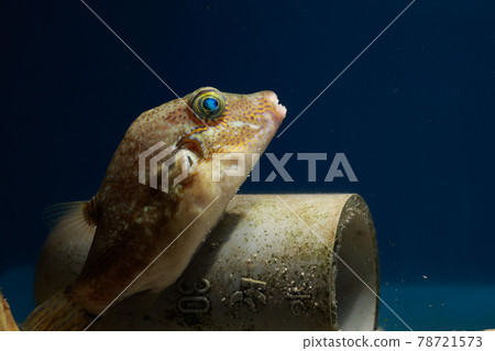 Kitamakura puffer 78721573