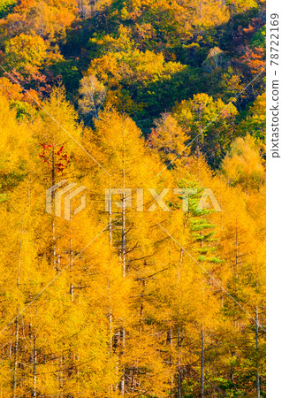 Autumn leaves of larch forest 78722169