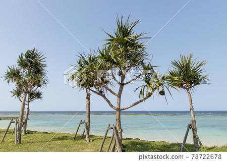 Adan tree at Yonama Beach, Amagi Town, Tokunoshima, Kagoshima Prefecture Adan tree at Yonama Beach, Amagi Town, Tokunoshima, Kagoshima Prefecture 78722678