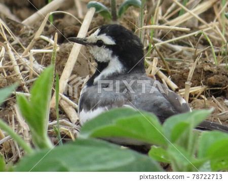 一隻鳥 一隻鳥 78722713