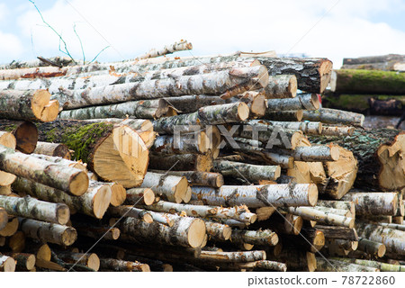 Beech logs, national park, forest lumber. Wood material Beech logs, national park, forest lumber. Wood material 78722860