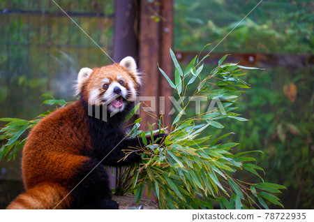 Red Panda Yagiyama Zoological Park, Sendai City, Miyagi Prefecture Sightseeing Spots 78722935