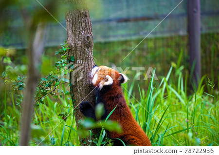 Red Panda Yagiyama Zoological Park, Sendai City, Miyagi Prefecture Sightseeing Spots Red Panda Yagiyama Zoological Park, Sendai City, Miyagi Prefecture Sightseeing Spots 78722936