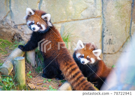 宮城縣仙台市紅熊貓八木山動物園 觀光景點 宮城縣仙台市紅熊貓八木山動物園 觀光景點 78722941