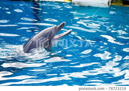 Dolphin Uminomori Aquarium, Sendai City, Miyagi Prefecture 78723219