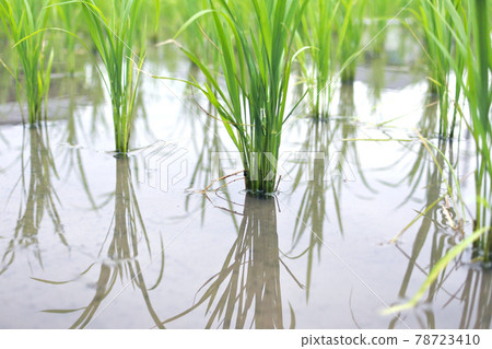 Early summer rice Early summer rice 78723410