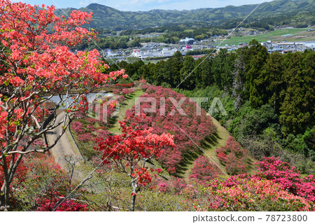 I went to Kasama Tsutsuji Park # 55 I went to Kasama Tsutsuji Park # 55 78723800