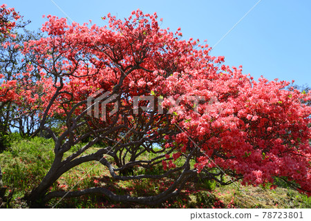 I went to Kasama Tsutsuji Park # 54 I went to Kasama Tsutsuji Park # 54 78723801