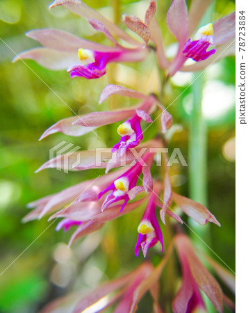 Saihairan blooming in Oze Saihairan blooming in Oze 78723884