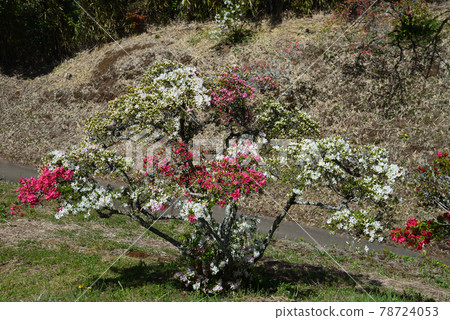我去了笠間築地公園#70 我去了笠間築地公園#70 78724053