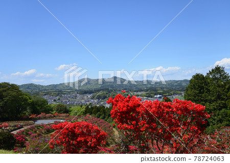 I went to Kasama Tsutsuji Park # 64 I went to Kasama Tsutsuji Park # 64 78724063