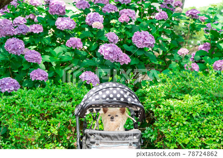 Hydrangea and wanko Hydrangea and wanko 78724862