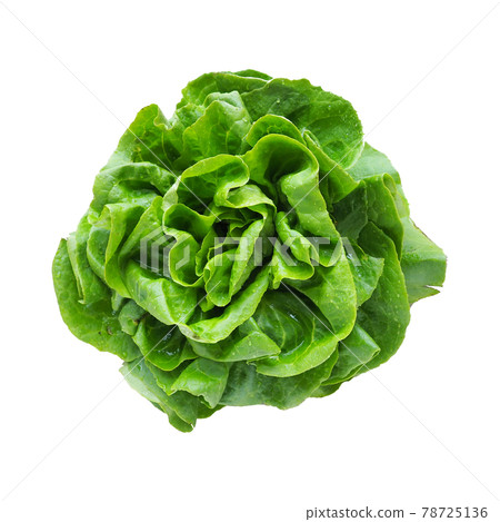 Sowing lettuce. An annual herb of the genus Lettuce of the Asteraceae family. Delicious fortified leaves. Green salad or side dish. Leaf lettuce or head lettuce. Isolate on white background 78725136