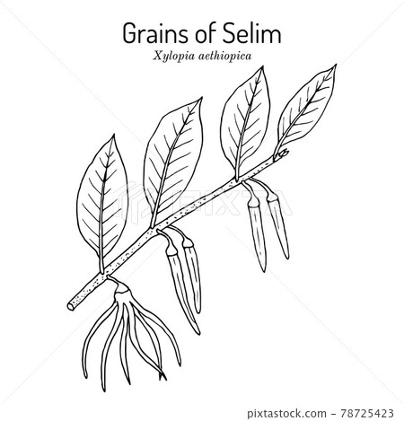 Senegal pepper, or Grains of Selim Xylopia aethiopica , spice and medicinal plant 78725423