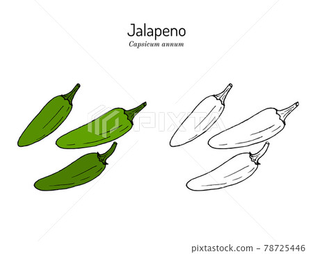 Jalapeno Capsicum annuum , official State Pepper of Texas Jalapeno Capsicum annuum , official State Pepper of Texas 78725446