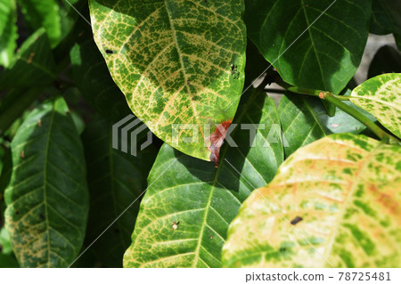 leaf, coffee, green 78725481