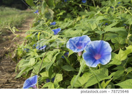 Scenery of blue dawn flower (Ryukyu morning glory) blooming on the roadside / Convolvulaceae, Ipomoea 78725646