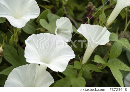 開花的白色黎明花（琉球牽牛花）/旋花科、番薯 78725648