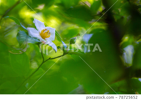 折柄茶屬Pseudocamellia。 折柄茶屬Pseudocamellia。 78725652