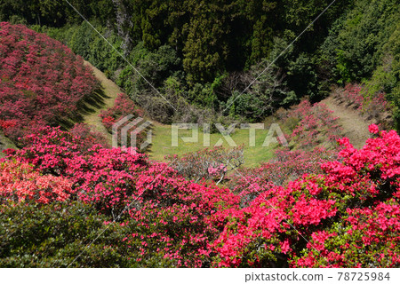 I went to Kasama Tsutsuji Park # 85 I went to Kasama Tsutsuji Park # 85 78725984