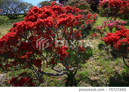 I went to Kasama Tsutsuji Park # 81 I went to Kasama Tsutsuji Park # 81 78725988