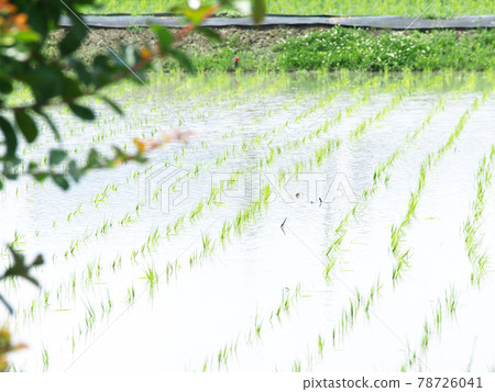 Shining rice seedlings, rice planting Shining rice seedlings, rice planting 78726041