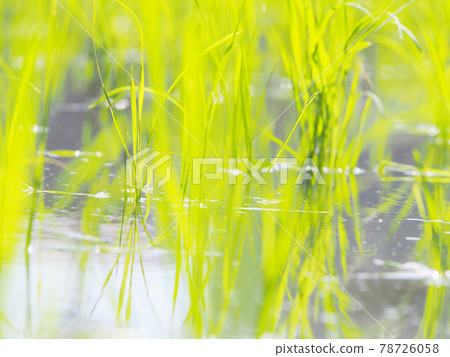 Shining rice seedlings, rice planting Shining rice seedlings, rice planting 78726058