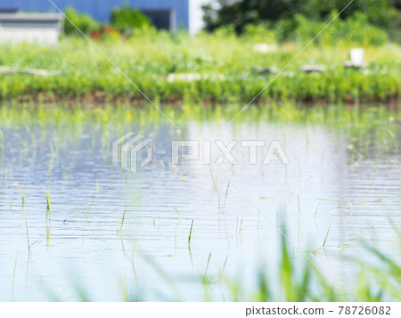 閃亮的稻苗，水稻種植 78726082