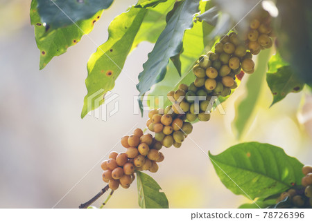 Yellow coffee bean berry plant fresh seed coffee tree growth in Yellow Bourbon eco organic farm. Close up yellow ripe seed berries harvest arabica coffee garden. Fresh coffee bean green leaf bush Yellow coffee bean berry plant fresh seed coffee tree growth in Yellow Bourbon eco organic farm. Close up yellow ripe seed berries harvest arabica coffee garden. Fresh coffee bean green leaf bush 78726396