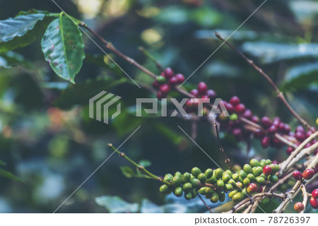 Ripe Red coffee bean berry plant fresh seed coffee tree growth in green eco organic farm. Close up red ripe seed robusta arabica berries harvest for coffee garden. Fresh coffee bean green leaf bush Ripe Red coffee bean berry plant fresh seed coffee tree growth in green eco organic farm. Close up red ripe seed robusta arabica berries harvest for coffee garden. Fresh coffee bean green leaf bush 78726397