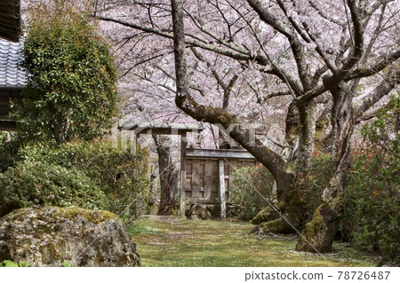 春天的正寺 春天的正寺 78726487