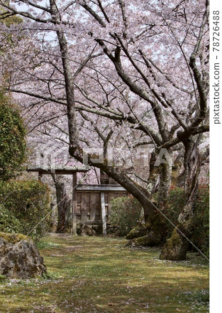 Shojiji Temple in Spring Shojiji Temple in Spring 78726488