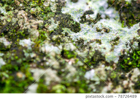 Lichen. Lichen. 78726489
