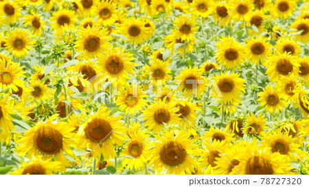 迎面而來的向日葵 迎面而來的向日葵 78727320