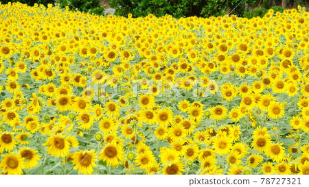 Sunflowers in full bloom and in full bloom Sunflowers in full bloom and in full bloom 78727321