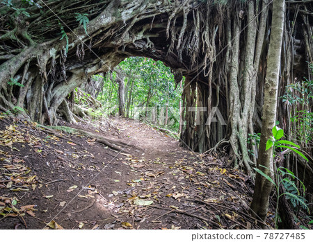 Hiking path in jungle arched by tree, shot near Honolulu, Hawaii, USA Hiking path in jungle arched by tree, shot near Honolulu, Hawaii, USA 78727485