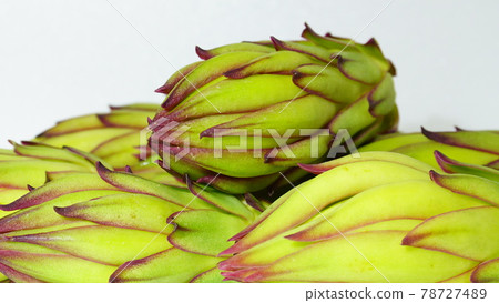 Close up of dragon fruit buds Close up of dragon fruit buds 78727489