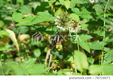 Chestnut tiger sucking the nectar of allium ochotense 78728071