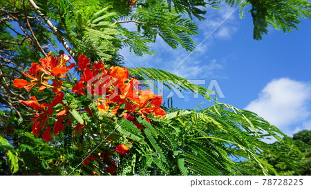 皇家鳳凰木和天空 78728225
