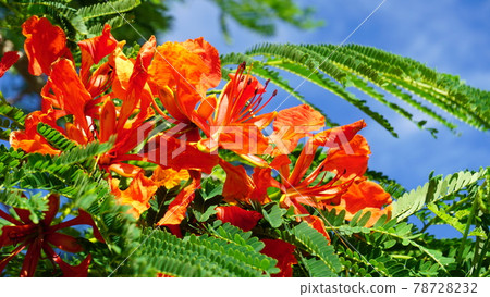 poinciana poinciana poinciana 花 特寫 78728232