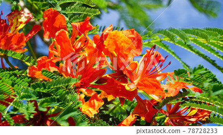 Poinciana in full bloom Poinciana 78728233