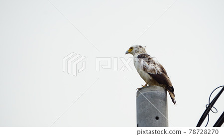 Crested serpent eagle break 78728270