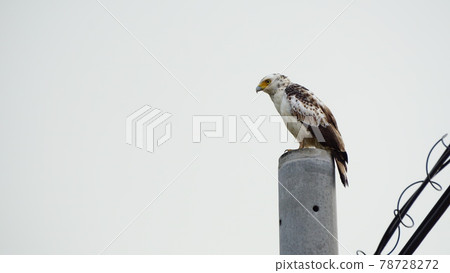 Ayaha Moyo 的鳳頭蛇鷹 Ayaha Moyo 的鳳頭蛇鷹 78728272