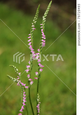 Screw burner 78728493