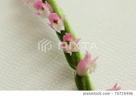 Screw burner Screw burner 78728496