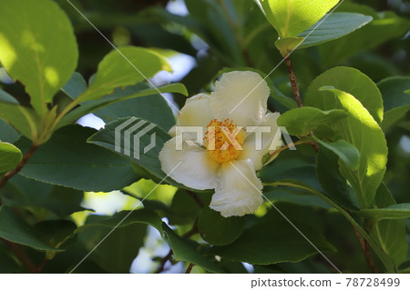 White flowers of Japanese stewartia blooming in the garden in early summer 78728499